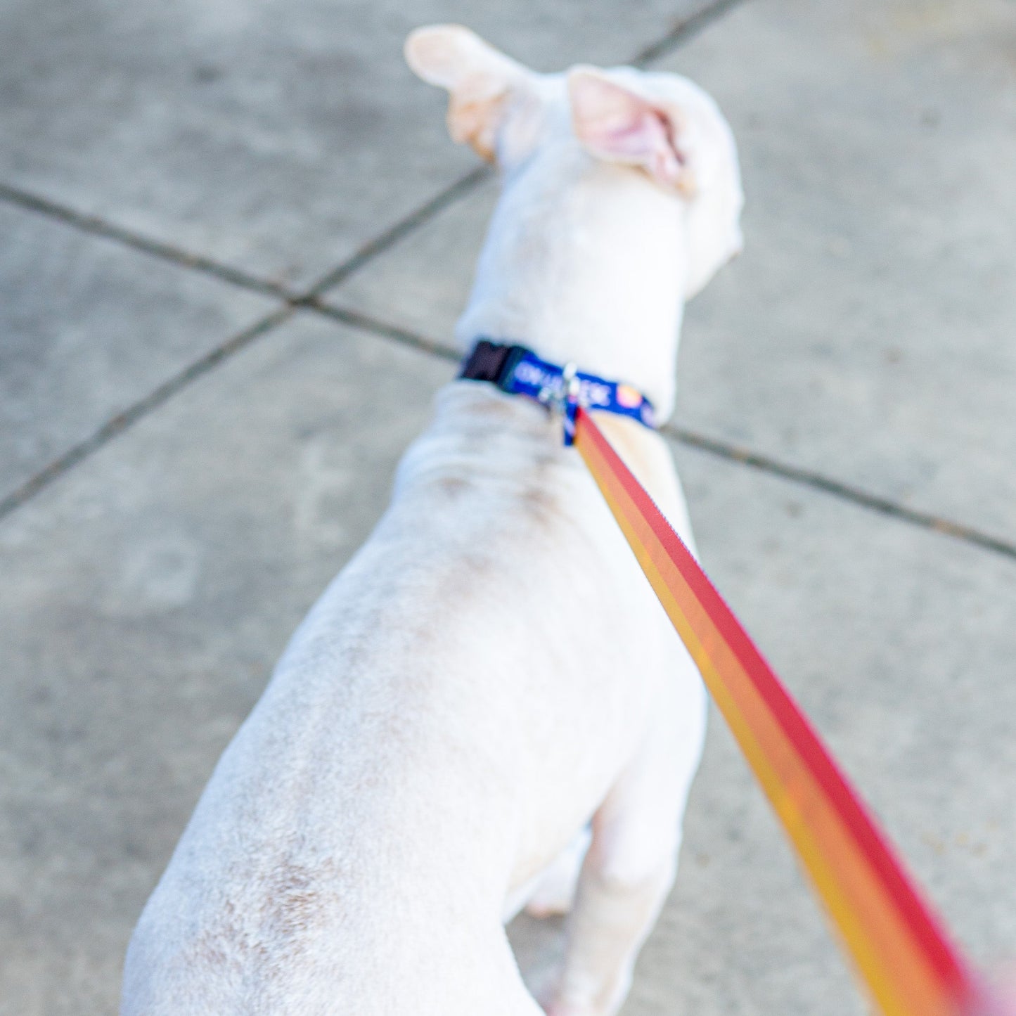 One Knoxville Dog Leash