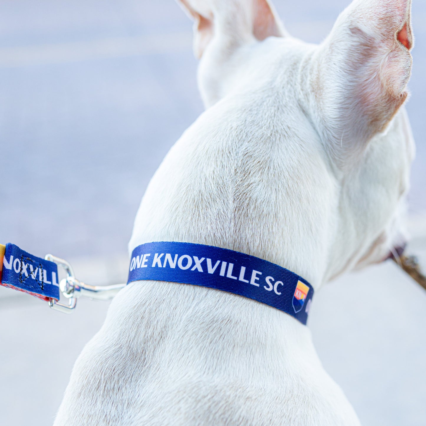 One Knoxville Dog Collar