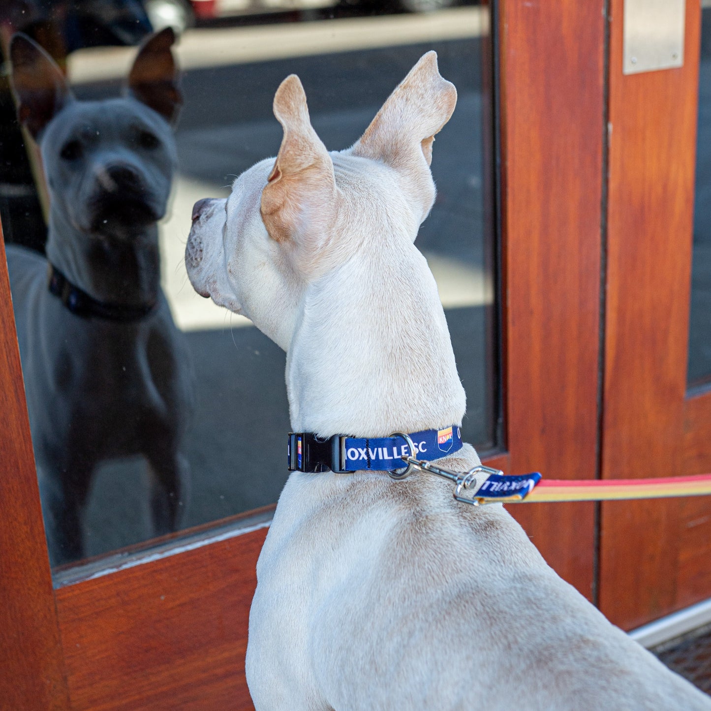 One Knoxville Dog Collar